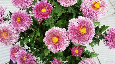 還原力，解析力