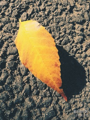 《秋天的故事》＋秋之傷