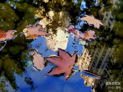 《秋天的故事》+一葉落知天下秋+哈爾濱