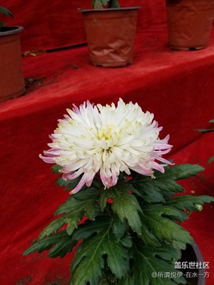 《吃喝玩樂》+賞菊