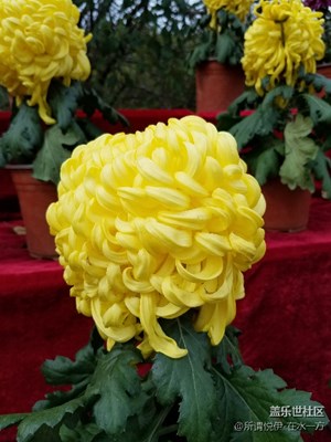 十一假期團(tuán)圓季+賽菊！