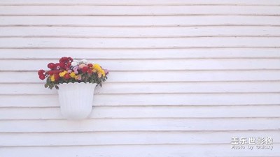 昌吉菊花展隨拍