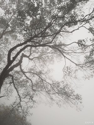 《吃喝玩樂》+  s7拍出水墨畫的感覺