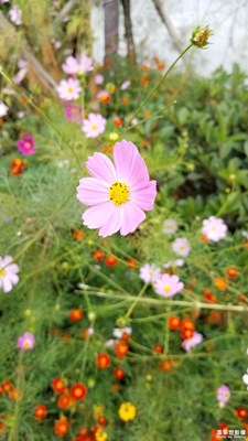 路邊野花也要采。先拍了再說(shuō)！