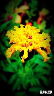 十一假期團圓季+詩情花意