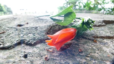 紅、黃、綠