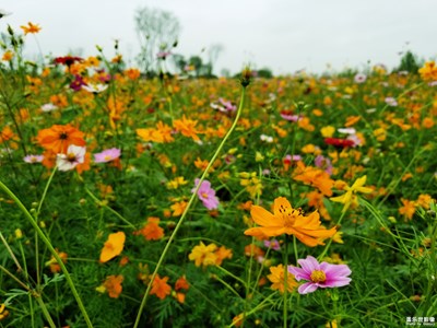 《吃喝玩樂(lè)》+游樂(lè)于花間塘