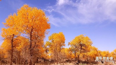 額濟(jì)納胡楊+酒泉金塔胡楊+黑水古城遺址