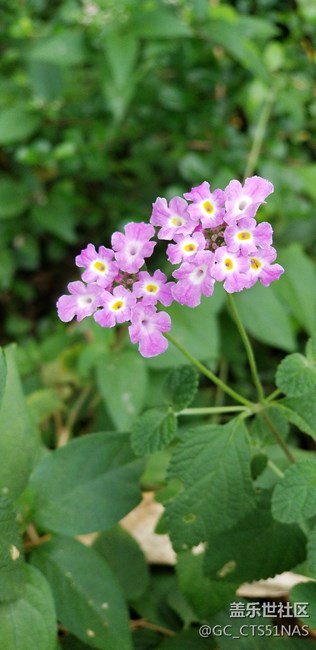 荔枝公園好天氣值得欣賞拍照