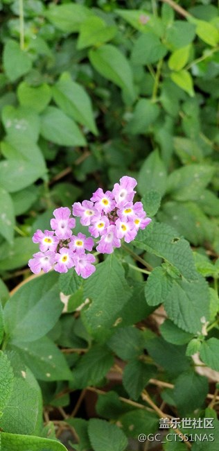 荔枝公園好天氣值得欣賞拍照