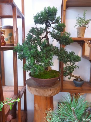 綠意