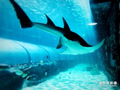 帶著新手機去悉尼