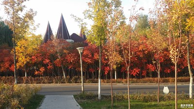 層林盡染秋意濃