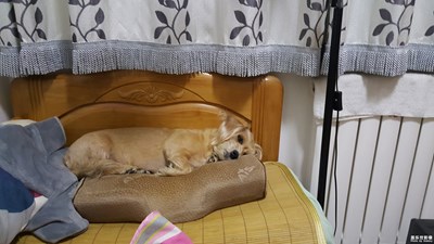 我的枕頭被它霸占了