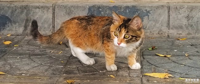 絕不看鏡頭的貓