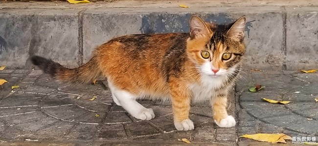 絕不看鏡頭的貓