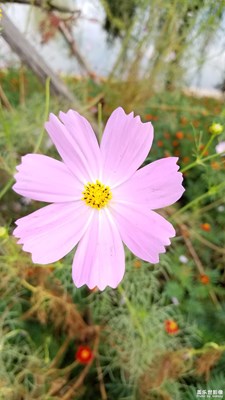 拍才知道+爭(zhēng)艷的花兒