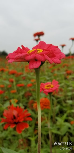 隨便玩玩都很美。