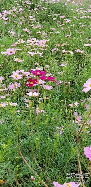 隨便玩玩都很美。