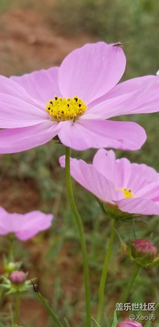 隨便玩玩都很美。