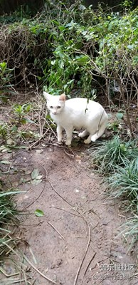 拍才知道+靈動喵星人