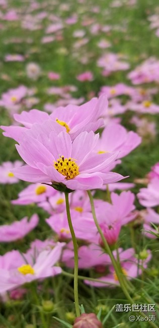 隨便玩玩都很美。