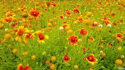 路邊的野花......預(yù)備，唱