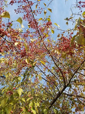 秋天的果實(shí)