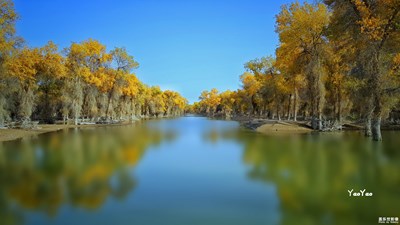 拍才知道+千年活化石胡楊