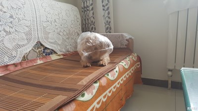 我要去月球找嫦娥