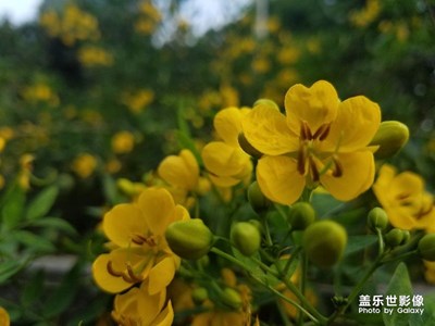 s7拍公園里的花朵