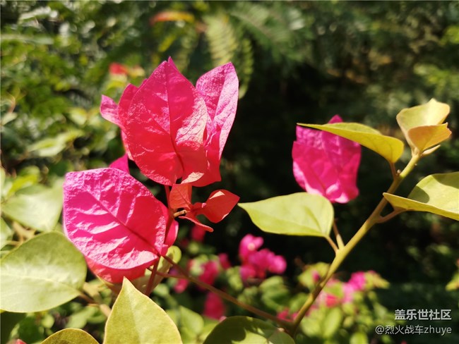 三星中國特供機C8——中端機的新選擇