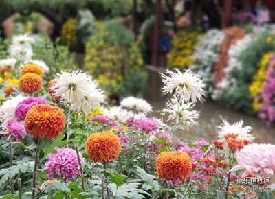 【拍，才知道】帶著note8去麗江-香格里拉-利用雙攝功能