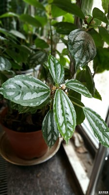 選擇性對焦和實時對焦差不多