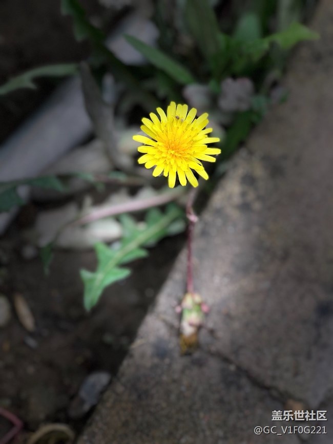 回老家看看，順便說兩句