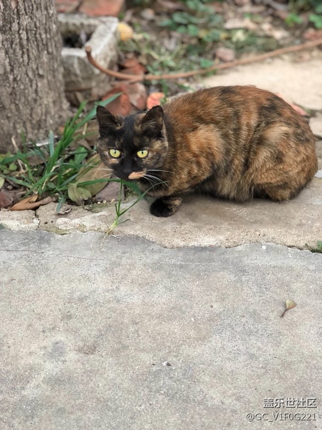 回老家看看，順便說兩句