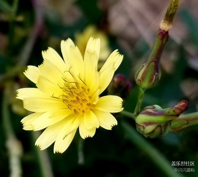 note8專業(yè)打野