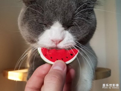 【拍，才知道】萌到爆炸！當一個鏟屎官學(xué)會了拍照