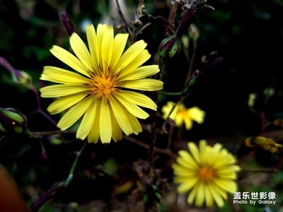 秋菊、高壓線塔