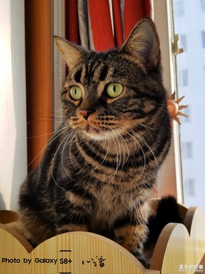 拍才知道＋三星手機鏡頭的下貓貓是辣么可愛