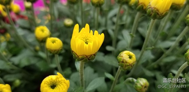 被Google play更新提示搞瘋了