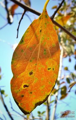 霜降秋盡樹葉黃