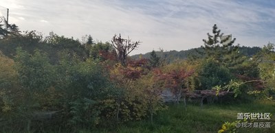 濟(jì)南的紅葉！