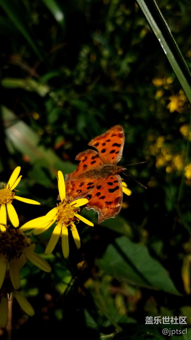 看看note8拍的照片