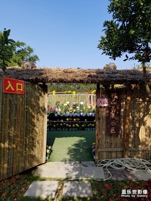 拍才知道+菊展小記