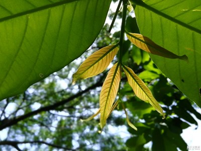 【拍，才知道】三張機(jī)，葉