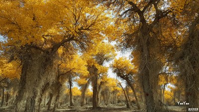 《我眼中的十一月》+大漠胡楊