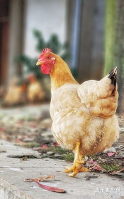 《拍才知道》小狗，雞