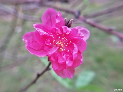 《我眼中的十一月》+繁花依舊，漫天彩霞