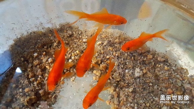 魚兒